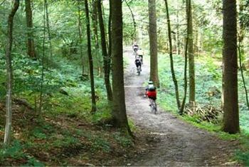 Radfahren in der absoluten Ruhe des Waldes.
